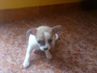 Ultimos cachorros chihuahuas disponibles - mejor precio | unprecio.es