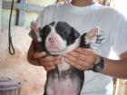 Vendo American Staffordshire Terrier - mejor precio | unprecio.es