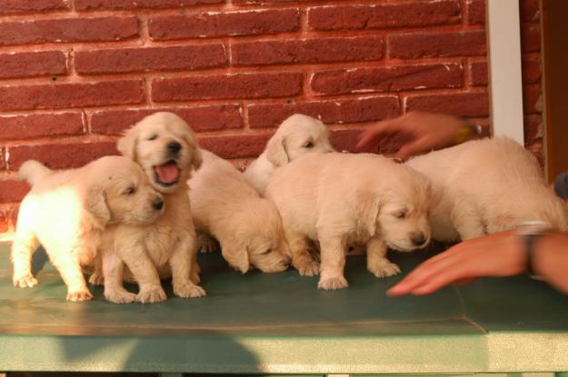 vendo golden retriever