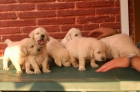 vendo golden retriever - mejor precio | unprecio.es
