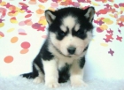 Autentico cachorros Husky Siberiano de calidad - mejor precio | unprecio.es