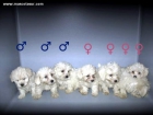 BICHON MALTES, - mejor precio | unprecio.es