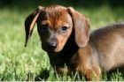 Cachorros de perro salchicha miniatura por 150 euros - mejor precio | unprecio.es
