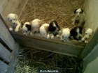cachorros setter - mejor precio | unprecio.es