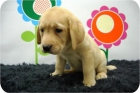Camada de Labrador. - mejor precio | unprecio.es