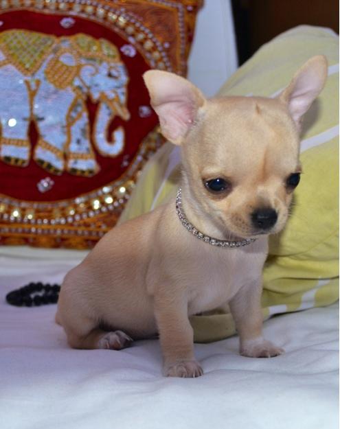 Criadora de Chihuahuas vende maravilloso auténtico cachorrito color crema