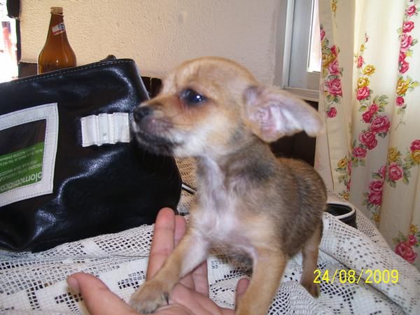 hembra de chihuahua 450 euros