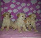 Labradores Dorados - mejor precio | unprecio.es