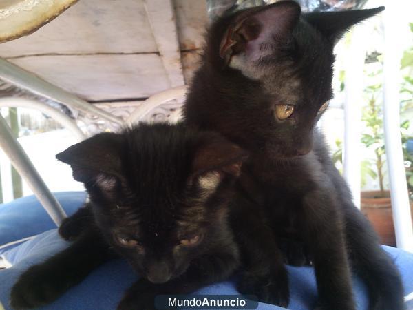 Regalo Pelicortos orientales