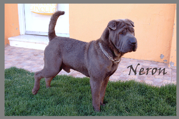 Se ofrece sharpei azul para montas