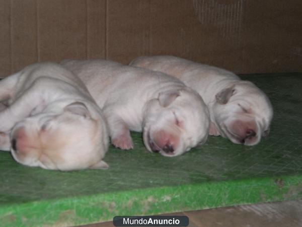 Ultima cachorra Labrador Retriever.LInea belleza