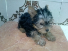 vendo perro de raza yorsay cachorro macho - mejor precio | unprecio.es