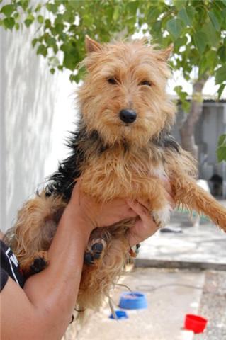 abril,hembra x yorky,adopcion