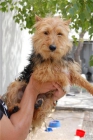 abril,hembra x yorky,adopcion - mejor precio | unprecio.es