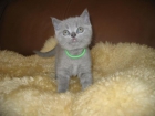 Azul hembra británica gatito pelo corto (11 semanas) - mejor precio | unprecio.es