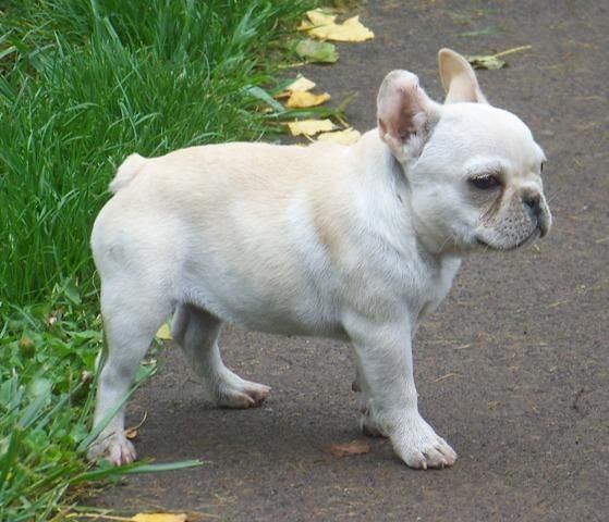 Bulldog francés Cachorros de espera para satisfacer cualquier amante de mascotas.