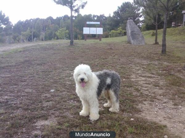 busco hembra de bobtail para cruzar con macho bobtail zona Galicia a poder ser