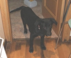 Cachorro cruce de labrador negro - mejor precio | unprecio.es