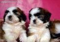 CACHORROS DE SHITZU. EXCELENTES!