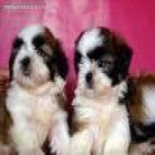 CACHORROS DE SHITZU. EXCELENTES! - mejor precio | unprecio.es