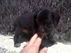 Cachorros en adopcion - mejor precio | unprecio.es
