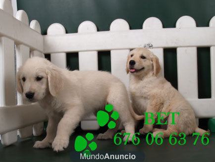 Camada de Golden, urge vender