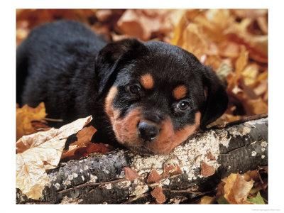 Camada de Rottweiler en Madrid. - Madrid