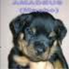 Hemos Adorables Cachorros Rottweiler 500 - mejor precio | unprecio.es