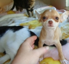 Impresionantes cachorros de Chihuahua - mejor precio | unprecio.es