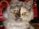 Perdida gata persa en Teatinos - mejor precio | unprecio.es