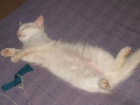 regalo gatita - mejor precio | unprecio.es