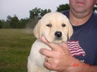 Regalo labrador - mejor precio | unprecio.es