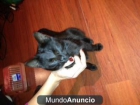 SE REGALA GATITO - mejor precio | unprecio.es
