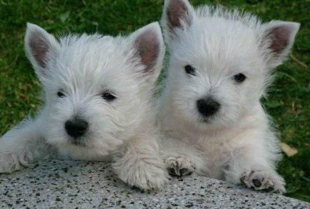 WESTYS PEDIGREE ECONOMICOS