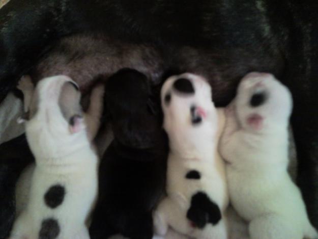 cachorritos bulldog frances