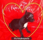 CACHORRO DE CHIHUAHUA MINI MINI MACHITO - mejor precio | unprecio.es