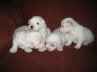 Cachorros de Coton de Tulear con Pedigree - mejor precio | unprecio.es