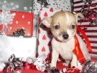 Chihuahuita de bolsillo, machito bicolor - mejor precio | unprecio.es