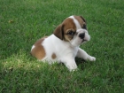 Excepcional hermosa Bulldog Inglés cachorros - mejor precio | unprecio.es