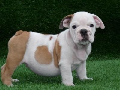 LFP registrados Bulldog Inglés cachorros para volver inicio