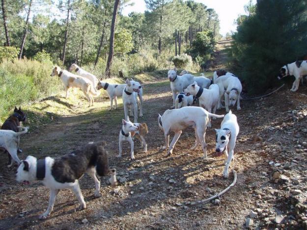 Perros de rehala