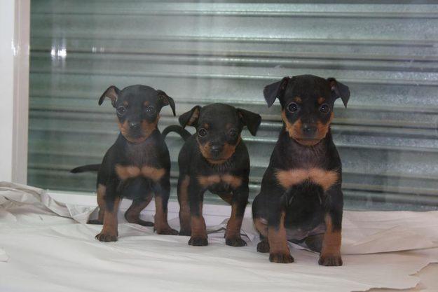 PINSCHERS DE INMEJORABLE CALIDAD CON PEDIGREE