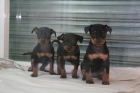 PINSCHERS DE INMEJORABLE CALIDAD CON PEDIGREE - mejor precio | unprecio.es