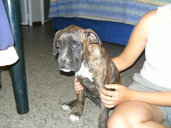 se vende boxer hembra