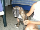 se vende boxer hembra - mejor precio | unprecio.es