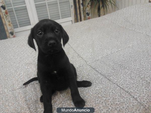 Se vende cachorro