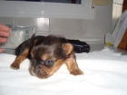 vendo yorkshire - mejor precio | unprecio.es