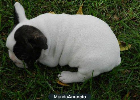 Regalo,adorables cachorros bulldog francés para adopcion