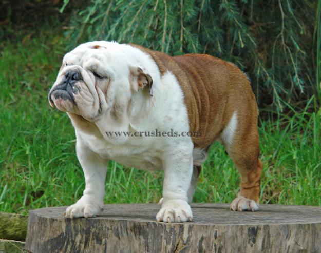 Bulldog Ingles