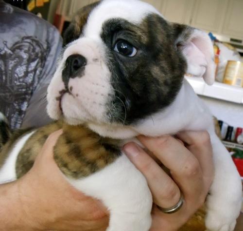 Bulldog inglese cucciolo